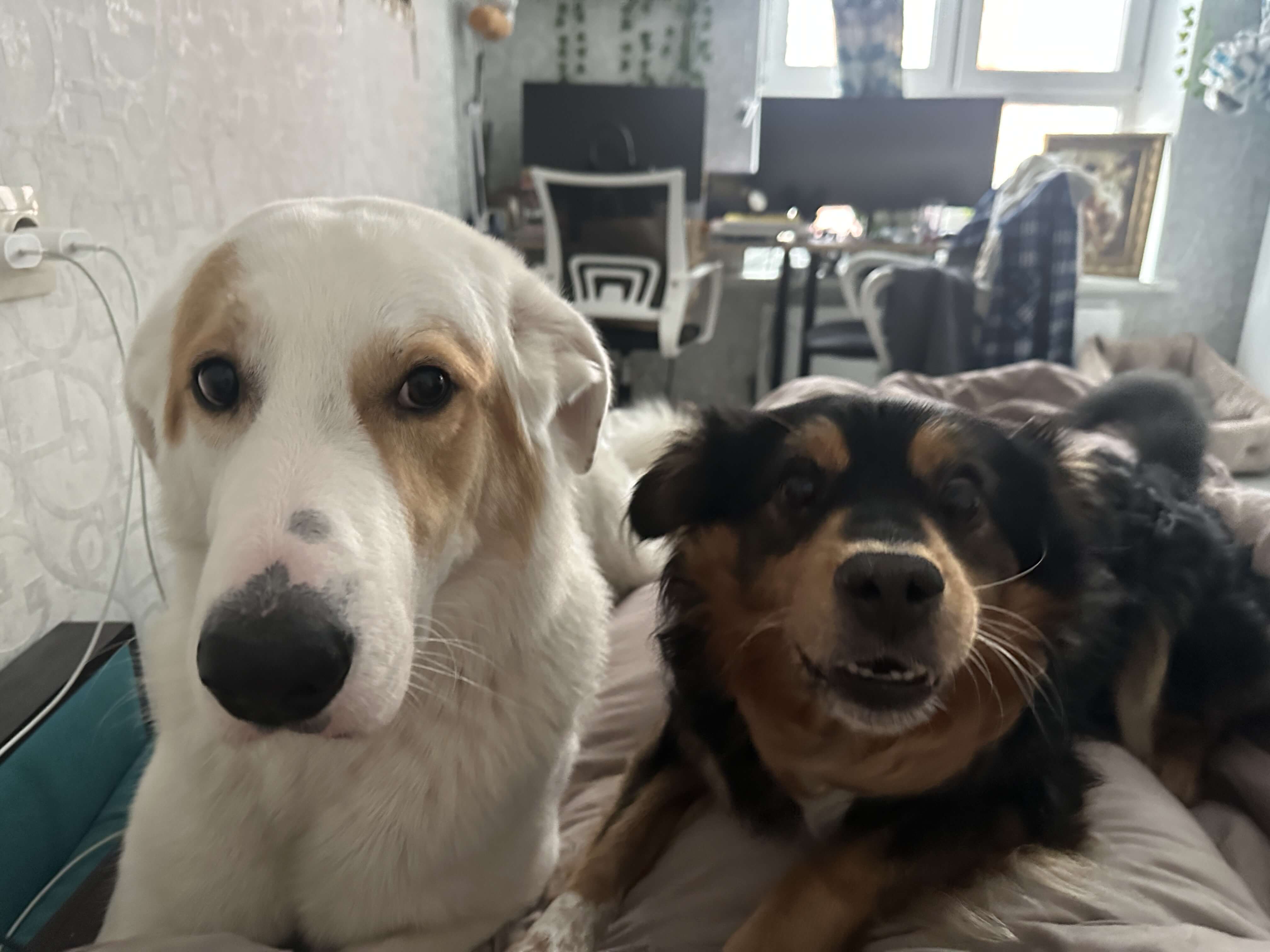 dogs